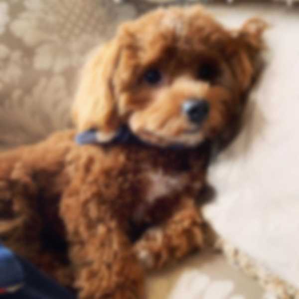 Мальтипу — описание породы собаки, как ухаживать и отзывы с фото Мальтипу — описание породы собаки, как ухаживать и отзывы с фото