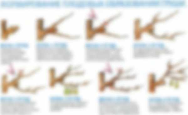 Весенняя обрезка деревьев для начинающих в картинках Весенняя обрезка деревьев для начинающих в картинках