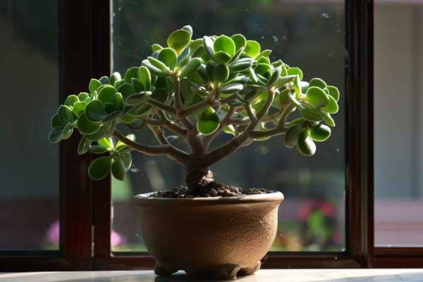 Денежное дерево: уход в домашних условиях