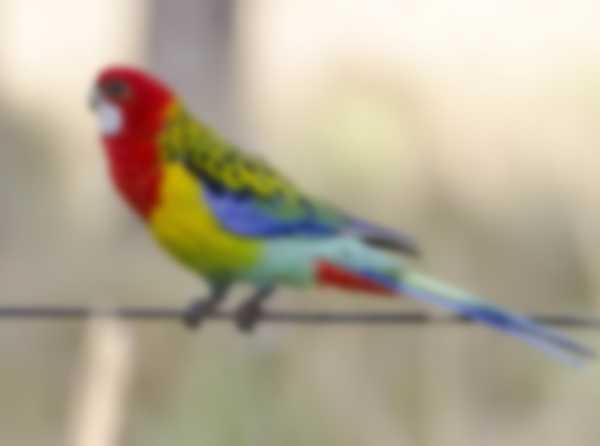 Попугаи Розелла — уход в домашних условиях и разновидности Попугаи Розелла — уход в домашних условиях и разновидности