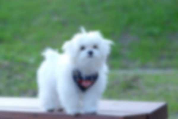 Лучшие породы собак для квартиры средних размеров Лучшие породы собак для квартиры средних размеров