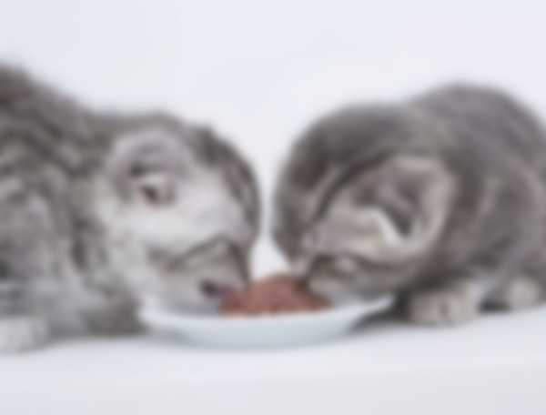 Рацион питания маленького шотландского котенка