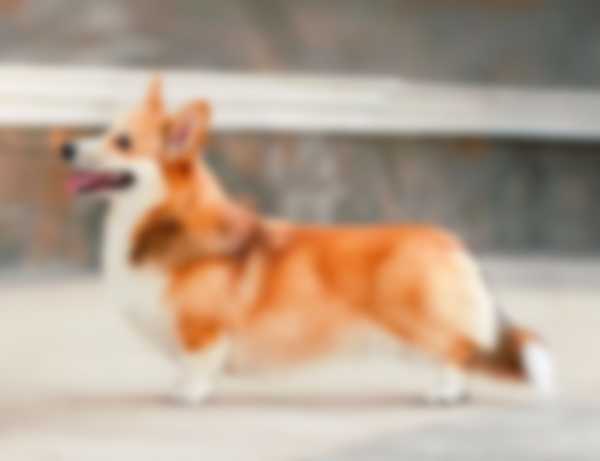 Вельш Корги (Пемброк) &mdash; описание породы собаки, как ухаживать