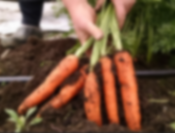 Как сажать морковь в открытый грунт семенами Как сажать морковь в открытый грунт семенами