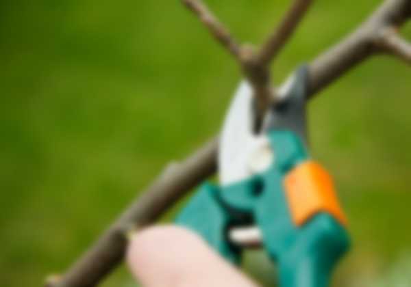 Весенняя обрезка деревьев для начинающих в картинках Весенняя обрезка деревьев для начинающих в картинках