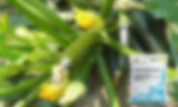 Чем подкормить кабачки для роста в открытом грунте Чем подкормить кабачки для роста в открытом грунте