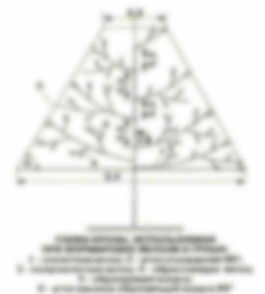 Весенняя обрезка деревьев для начинающих в картинках Весенняя обрезка деревьев для начинающих в картинках