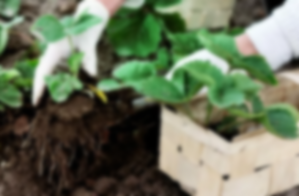 Сроки посадки земляники на рассаду по лунному календарю 2020 Сроки посадки земляники на рассаду по лунному календарю 2020