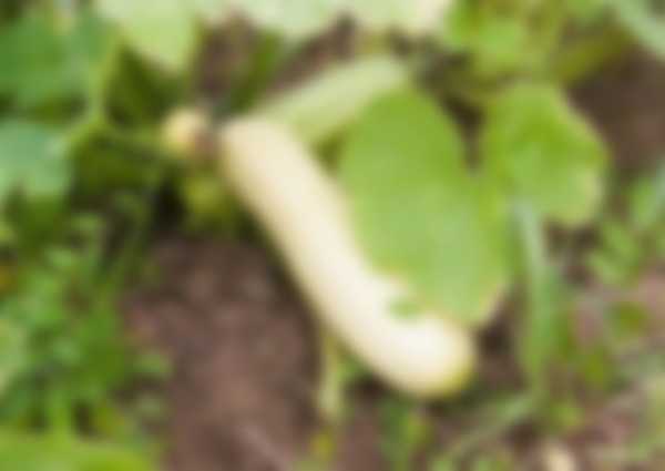 Чем подкормить кабачки для роста в открытом грунте Чем подкормить кабачки для роста в открытом грунте