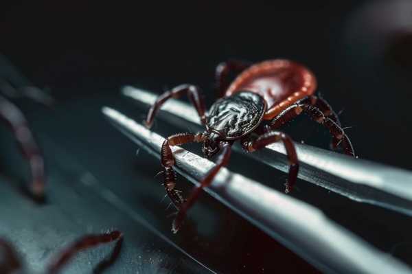 Удаление клеща дома: что нужно знать и как правильно действовать Удаление клеща дома: что нужно знать и как правильно действовать