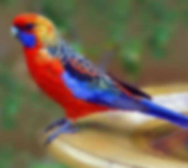 Попугаи Розелла — уход в домашних условиях и разновидности Попугаи Розелла — уход в домашних условиях и разновидности