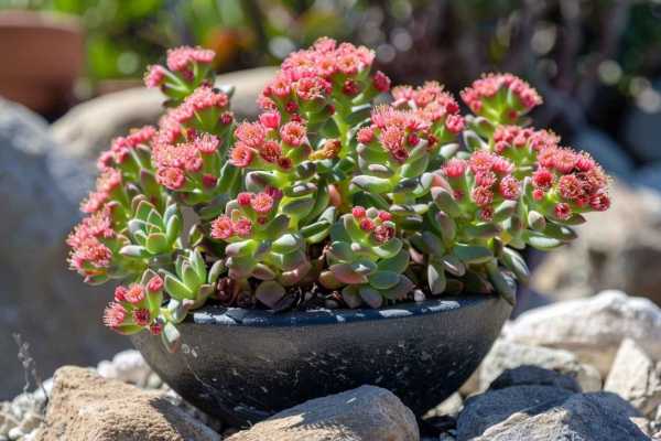 Денежное дерево: уход в домашних условиях