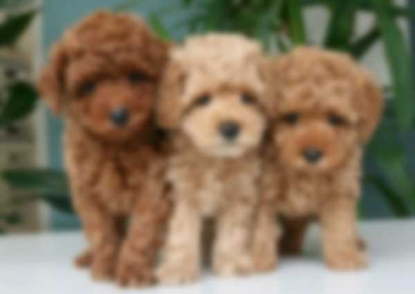 Мальтипу — описание породы собаки, как ухаживать и отзывы с фото Мальтипу — описание породы собаки, как ухаживать и отзывы с фото