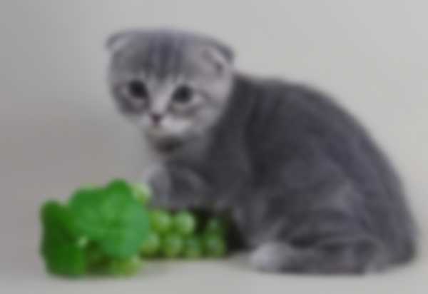 Рацион питания маленького шотландского котенка