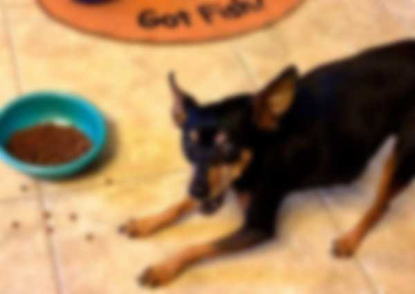 Описание породы собак карликовый пинчер с фото Описание породы собак карликовый пинчер с фото