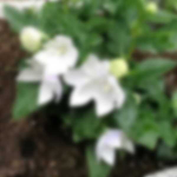 Как выращивать Платикодон из семян в домашних условиях Как выращивать Платикодон из семян в домашних условиях