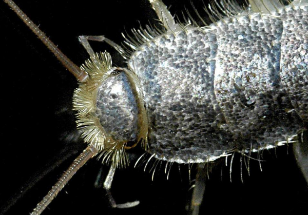 Как избавиться от чешуйницы в квартире: эффективные средства