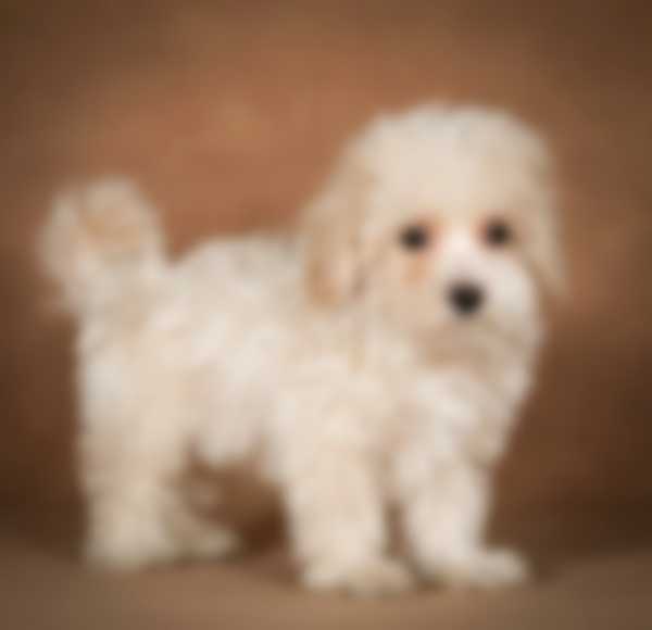 Мальтипу — описание породы собаки, как ухаживать и отзывы с фото Мальтипу — описание породы собаки, как ухаживать и отзывы с фото