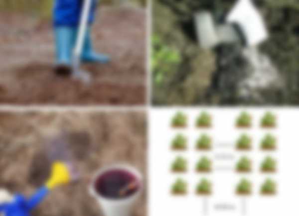 Сроки посадки земляники на рассаду по лунному календарю 2020 Сроки посадки земляники на рассаду по лунному календарю 2020