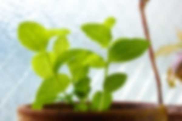 Как выращивать Платикодон из семян в домашних условиях Как выращивать Платикодон из семян в домашних условиях