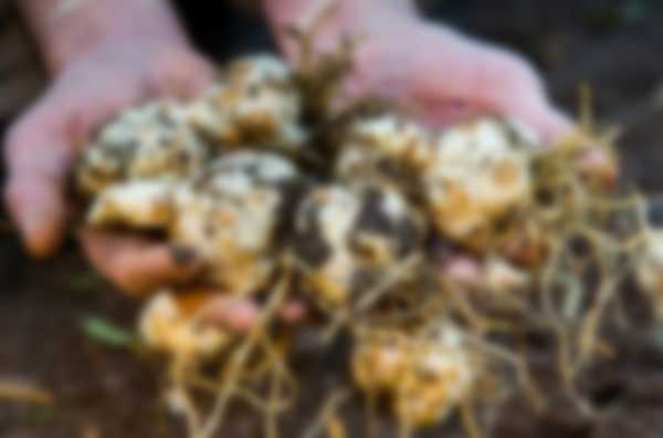 Когда выкапывать лилии после цветения и когда сажать Когда выкапывать лилии после цветения и когда сажать