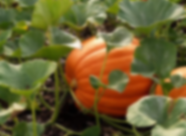 Когда убирать тыкву с грядки на хранение в 2020 году