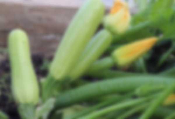 Чем подкормить кабачки для роста в открытом грунте Чем подкормить кабачки для роста в открытом грунте