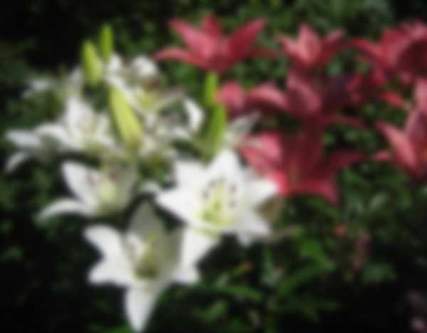 Когда выкапывать лилии после цветения и когда сажать Когда выкапывать лилии после цветения и когда сажать