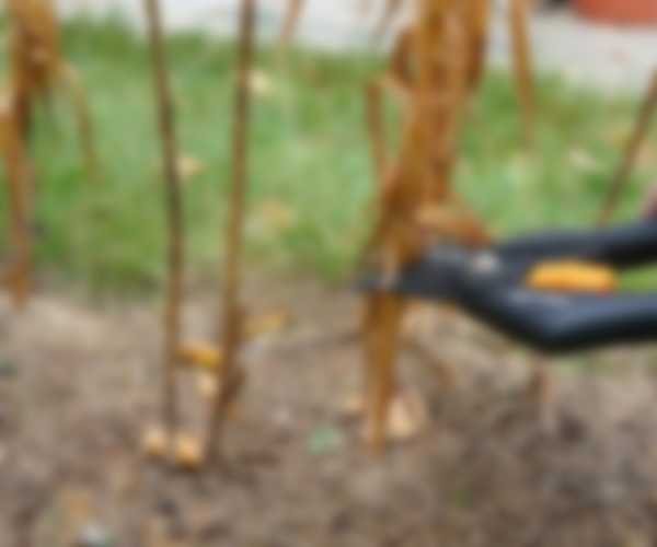 Когда выкапывать лилии после цветения и когда сажать Когда выкапывать лилии после цветения и когда сажать