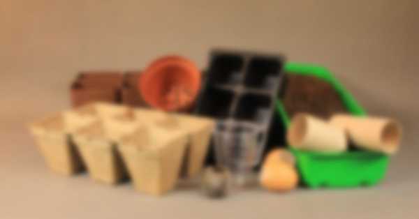 Как выращивать Платикодон из семян в домашних условиях Как выращивать Платикодон из семян в домашних условиях