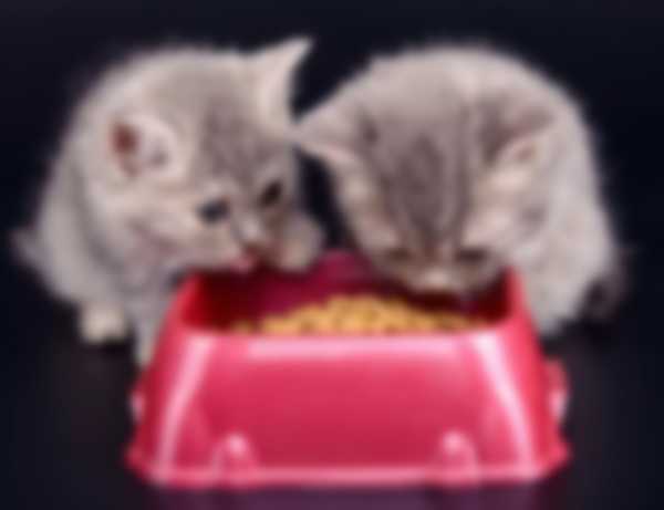 Рацион питания маленького шотландского котенка