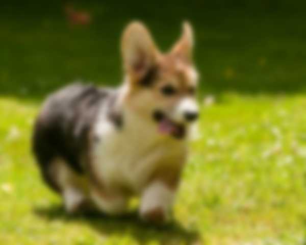 Вельш Корги (Пемброк) &mdash; описание породы собаки, как ухаживать