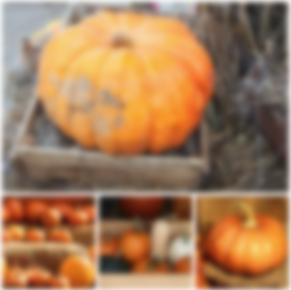 Когда убирать тыкву с грядки на хранение в 2020 году