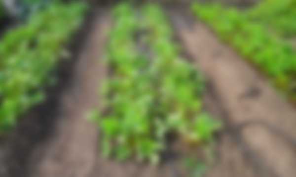 Как посадить клубнику осенью в открытый грунт Как посадить клубнику осенью в открытый грунт