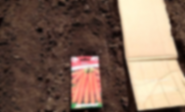 Как сажать морковь в открытый грунт семенами Как сажать морковь в открытый грунт семенами