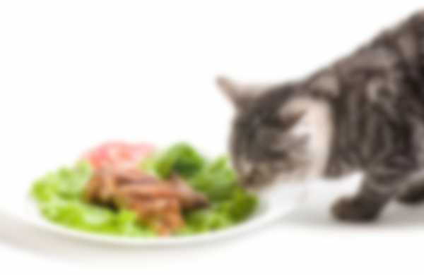 Рацион питания маленького шотландского котенка