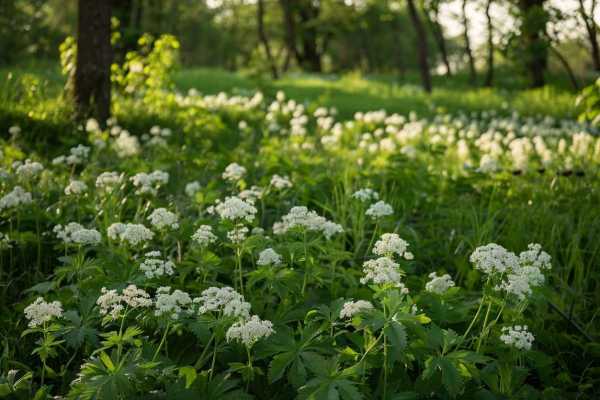 Трава сныть: полезные свойства и применение
