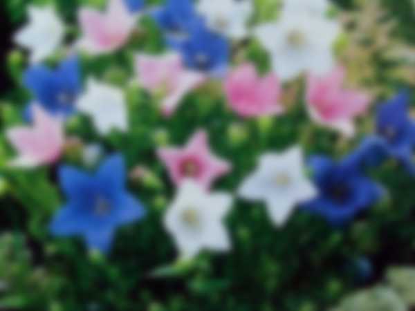 Как выращивать Платикодон из семян в домашних условиях Как выращивать Платикодон из семян в домашних условиях