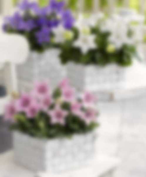 Как выращивать Платикодон из семян в домашних условиях Как выращивать Платикодон из семян в домашних условиях