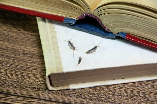 Как избавиться от чешуйницы в квартире: эффективные средства