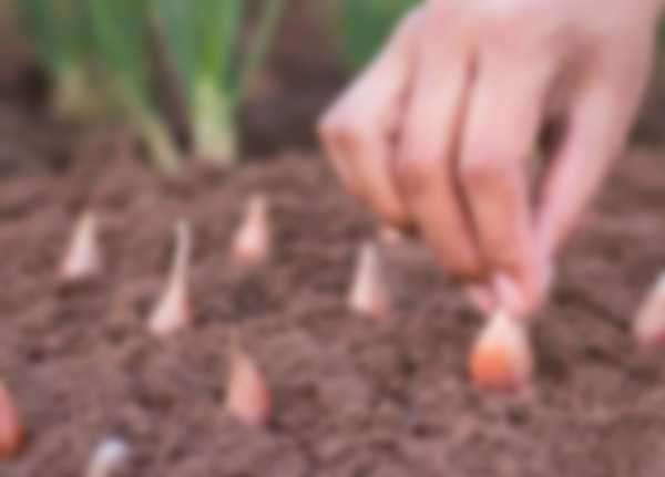 Когда сажать лук-севок в 2023 году Когда сажать лук-севок в 2023 году