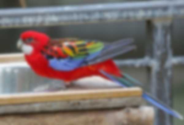 Попугаи Розелла — уход в домашних условиях и разновидности Попугаи Розелла — уход в домашних условиях и разновидности