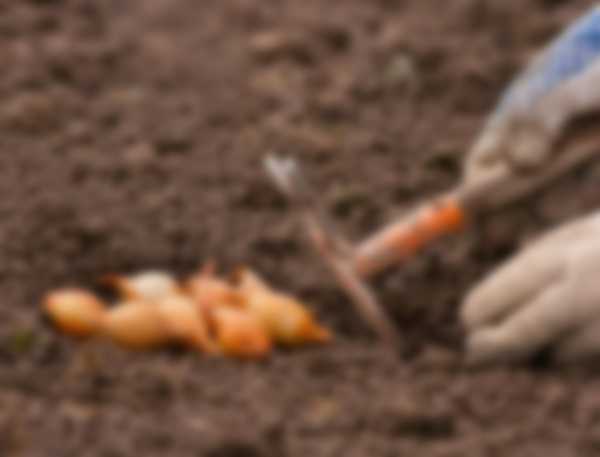 Когда сажать лук-севок в 2023 году Когда сажать лук-севок в 2023 году