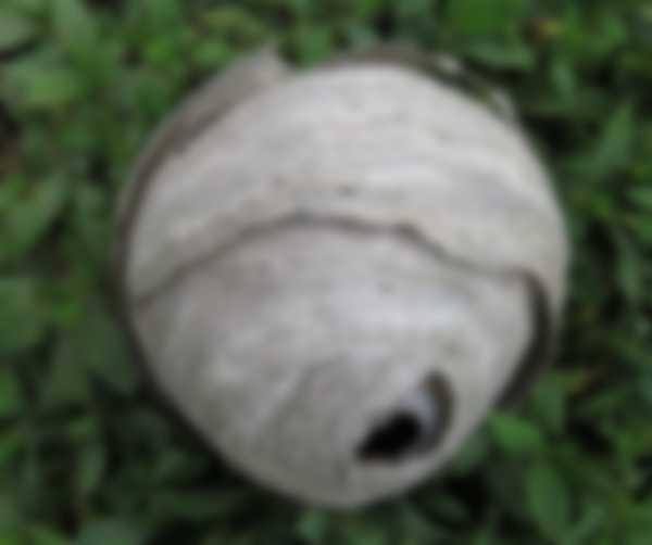 Как избавиться от осиного гнезда Как избавиться от осиного гнезда