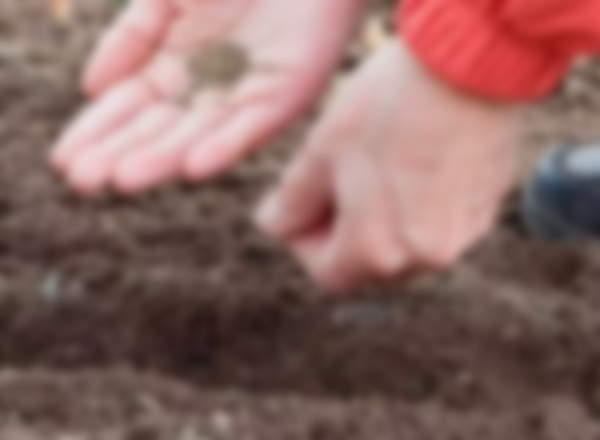 Как сажать морковь в открытый грунт семенами Как сажать морковь в открытый грунт семенами