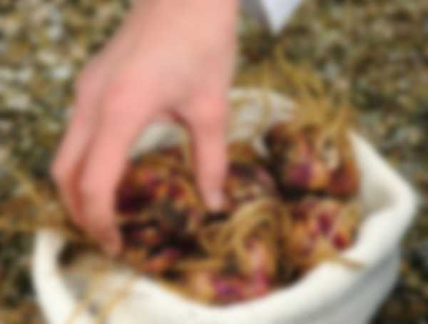 Когда выкапывать лилии после цветения и когда сажать Когда выкапывать лилии после цветения и когда сажать