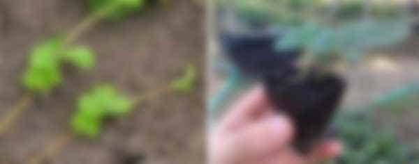 Как посадить клубнику осенью в открытый грунт Как посадить клубнику осенью в открытый грунт