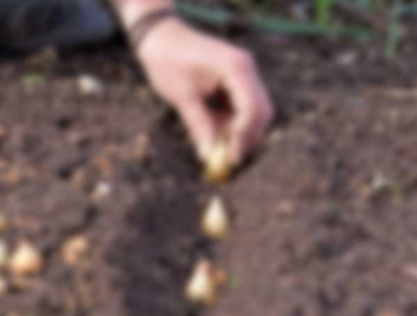 Когда сажать лук-севок в 2023 году Когда сажать лук-севок в 2023 году