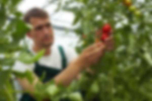 Посадочные дни в июле 2018