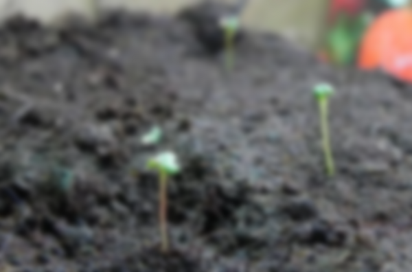 Сроки посадки земляники на рассаду по лунному календарю 2020 Сроки посадки земляники на рассаду по лунному календарю 2020